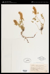 Virtual Herbarium Image