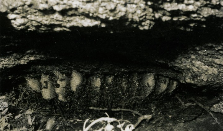 1966 Honeycomb of Bees on Box Springs Mt., CA 867