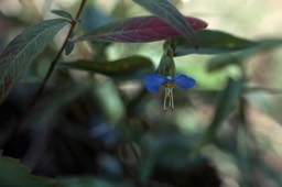 1976 - Dayflower Commelina communis  Calvert Cliffs, MD068