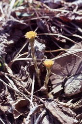 1977 Coltsfoot 554