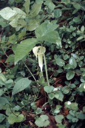 1977 Jack-in-the-Pulpit 581