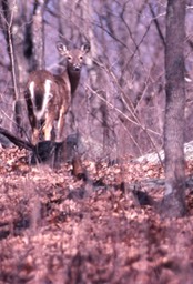 1978 Virginia White-Tailed Deer - Virginia 273