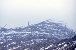 1983 Mt. St. Helens' Blast Zone 795