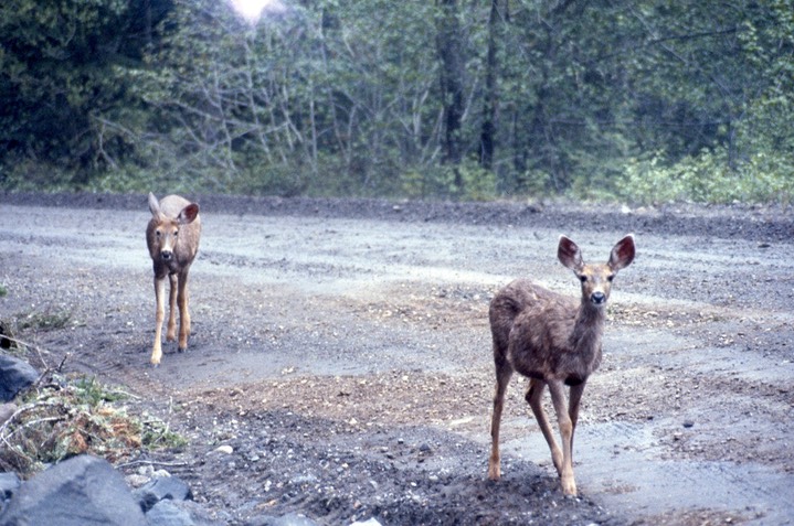 1989 Deer near Mt. Rainier 821