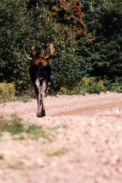 1995 Moose oon Cape Breton Island, Nova Scotia 041