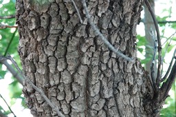 Acer glabrum - Rocky Mountain Maple - Railroad Canyon2