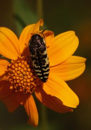 Acmaeodera solitaria