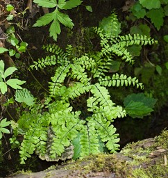 Adiantum aleuticum2