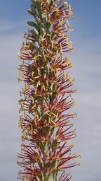 Agave lechuguilla, Shin Digger Big Bend National Park, Texas 3