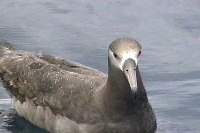 Albatross, Black-footed 1_1