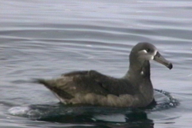 Albatross, Black-footed 1