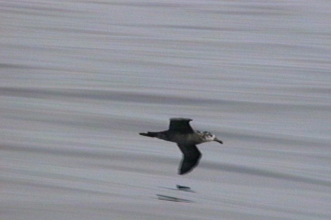 Albatross, Black-footed 2