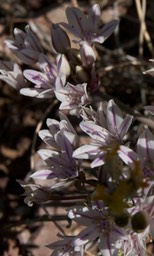 Allium macropetalum4