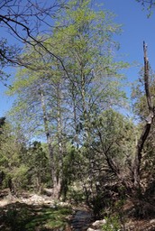   Alnus oblongifolia, Arizona Alder   3