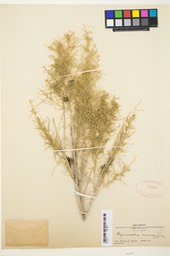 Ambrosia monogyra, Burrobrush a