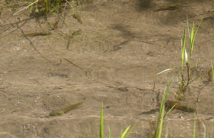 American Bullfrog 3