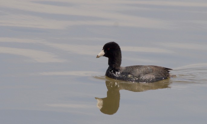 Tule Lake NWR, California