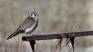 american-kestrel_med_hr