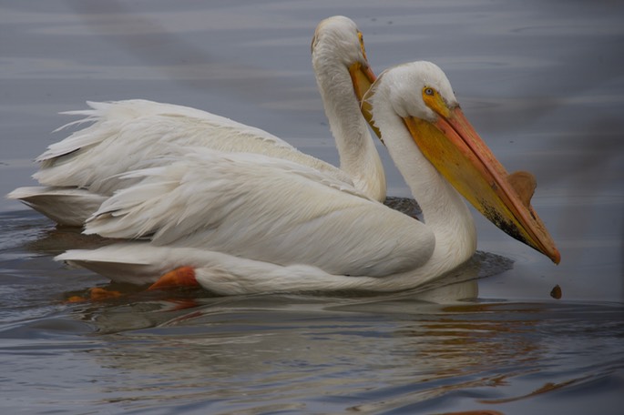 American White Pelican, Pelecanus erythrorhynchos8