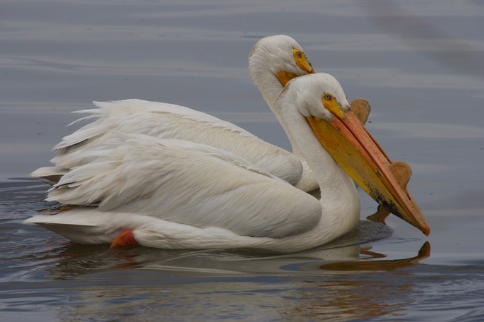 American White Pelican, Pelecanus erythrorhynchos7