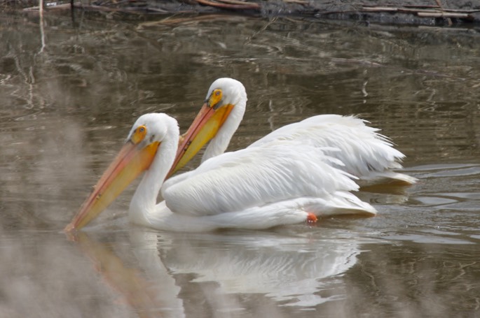 Tule Lake NWR, California