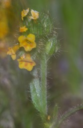 Amsinckia menziesii