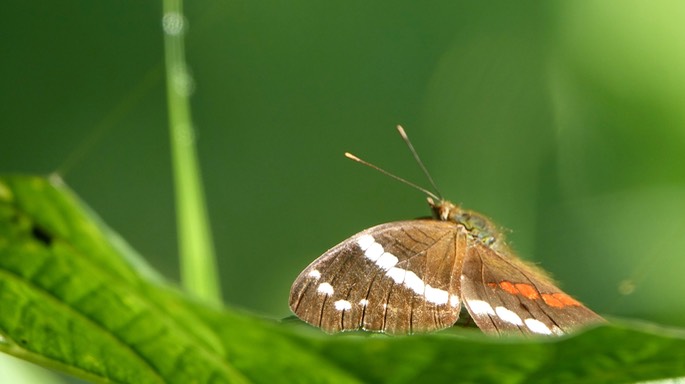 Anartia fatima, Banded Peacock - Rancho Primavera, El Tuito, Jalisco, Mexico2