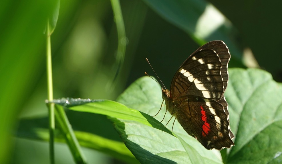 Anartia fatima, Banded Peacock - Rancho Primavera, El Tuito, Jalisco, Mexico1