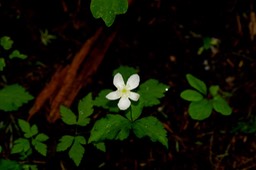 Anemone deltoidea1