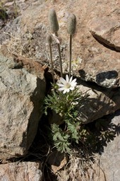 Anemone tuberosa4