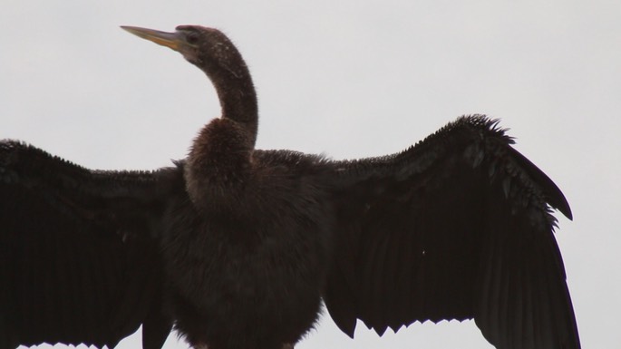 Anhinga 1