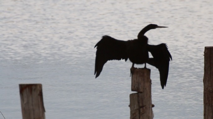 Anhinga