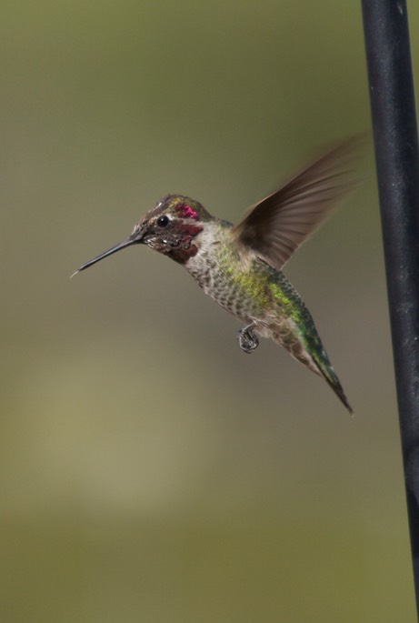 Anna's Hummingbird