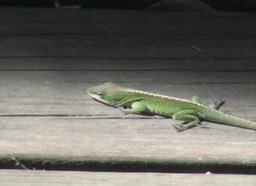 anole