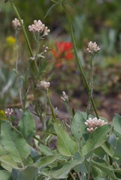 Antennaria microphylla1