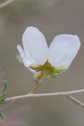 Apache Plume - Fallugia paradoxa1e