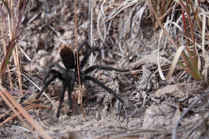 Aphonopelma madera2