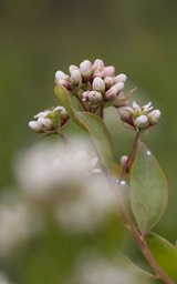 Apocynum cannabinum, Hemp Dogbane2