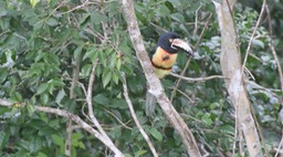 Aracari, Collared 1