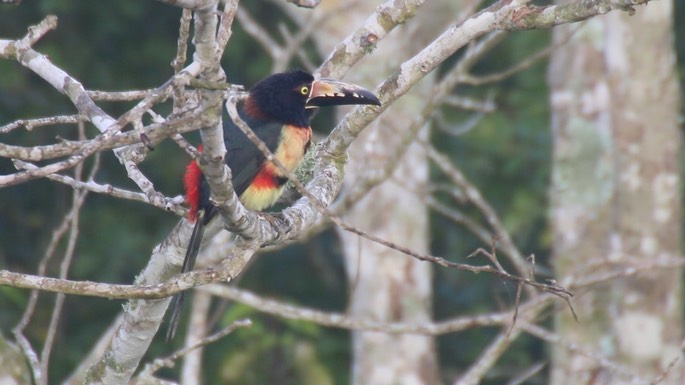 Aracari, Collared 2