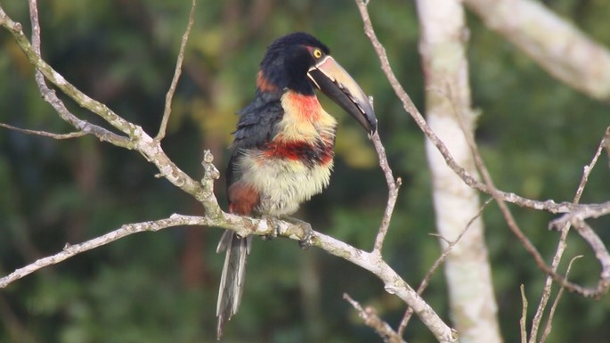 Aracari, Collared 5