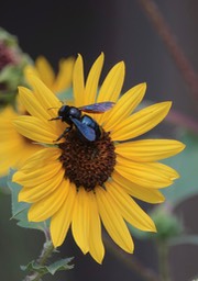 Arizona Carpenter Bee 2