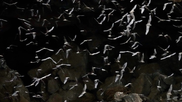 Armendaris Ranch, New Mexico - Mexican Free-tailed Bat Cave (2)