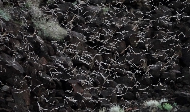 Armendaris Ranch, New Mexico - Mexican Free-tailed Bat Cave (4)