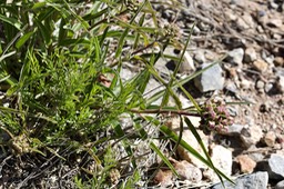 Asclepias asperula - Antelope Horns Milkweed - East of Hillsboro3