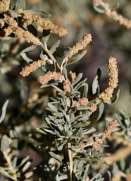 Atriplex canescens, Four-wing Salt Bush2