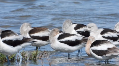 Avocet, American - Baja California Sur 7