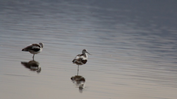 Avocet, American (Oregon) 2