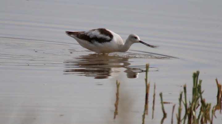 Avocet, American (Oregon) 3