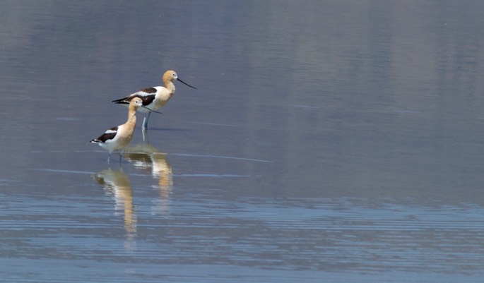 Avocet, American2